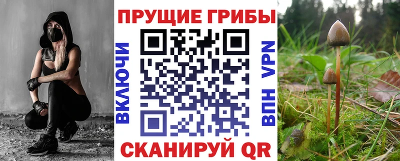 сколько стоит  Бор  Галлюциногенные грибы Psilocybine cubensis 
